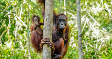 Peresmian Kawasan Rehabilitasi dan Konservasi Orangutan Nyaru Menteng