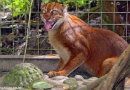 Kucing Merah Kalimantan Kembali Terlihat Setelah 20 Tahun di Kalimantan Utara