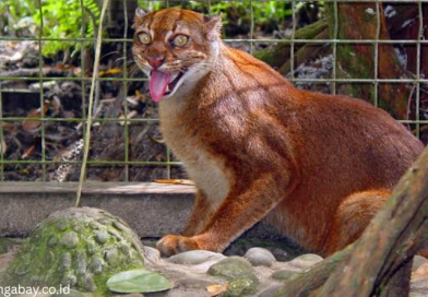 Kucing Merah Kalimantan Kembali Terlihat Setelah 20 Tahun di Kalimantan Utara