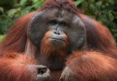 ilustrasi orangutan