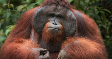 ilustrasi orangutan