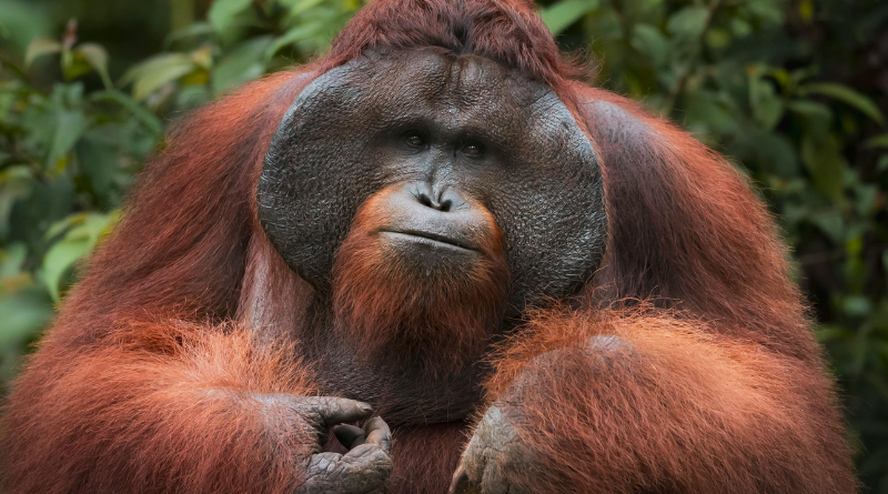 ilustrasi orangutan
