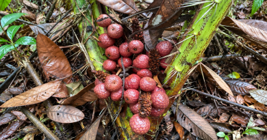 Mengenal Tanaman Maram: Tumbuhan Endemik Kalimantan yang Mengisi Hutan Konservasi Taman Kelempiau Keling Kumang yang Menyimpan Potensi