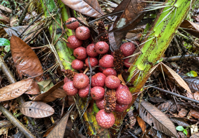 Mengenal Tanaman Maram: Tumbuhan Endemik Kalimantan yang Mengisi Hutan Konservasi Taman Kelempiau Keling Kumang yang Menyimpan Potensi